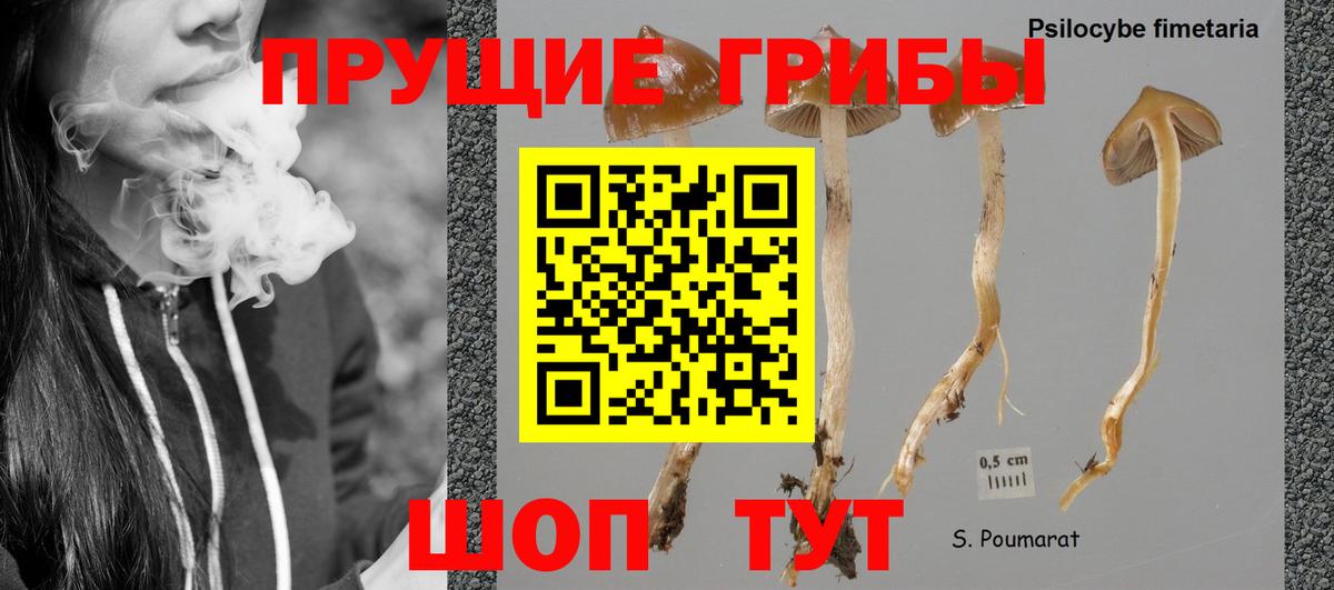 где можно купить наркотик  Псилоцибиновые грибы Psilocybe  Вход с VPN  Чапаевск 